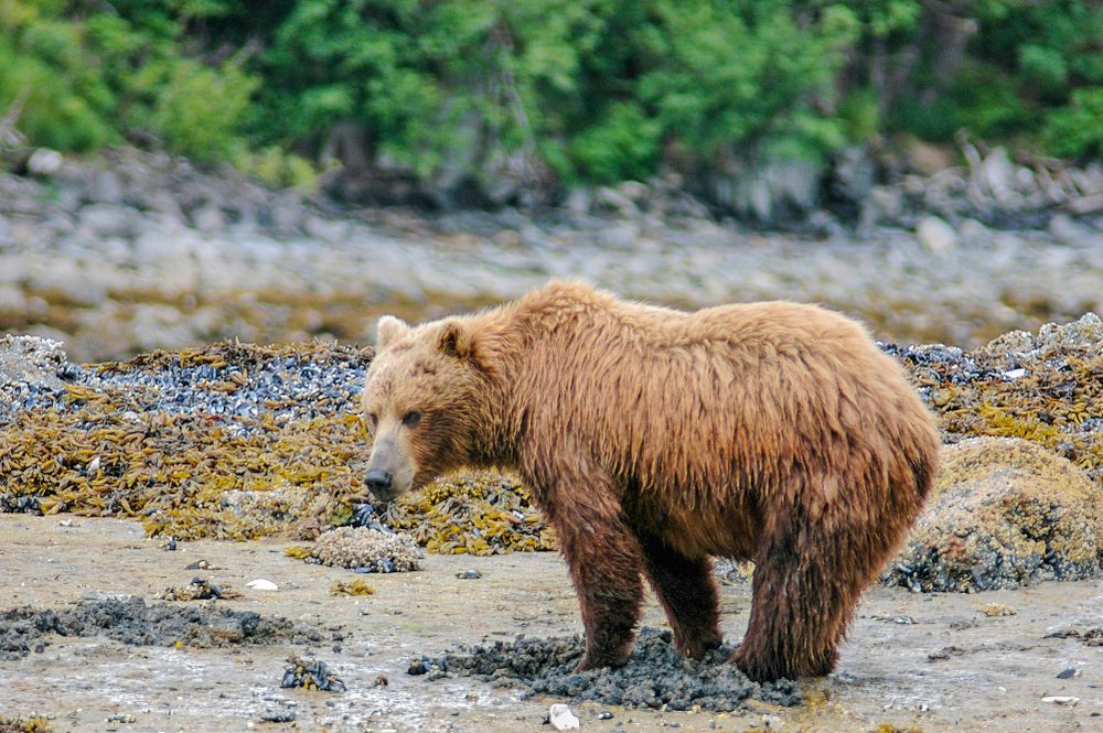 A brown bear stands on a rocky, seaweed-filled shore with dense green forest in the background.