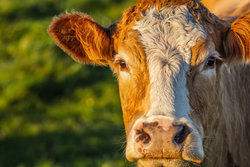 Cow gazes forward, standing in a sunlit grassy field.