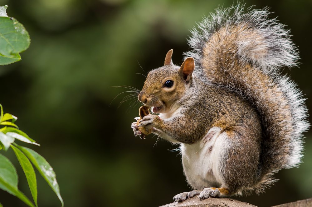 Squirrel chewing a nut, perched on a branch with a bushy tail; surrounded by blurred green foliage.
