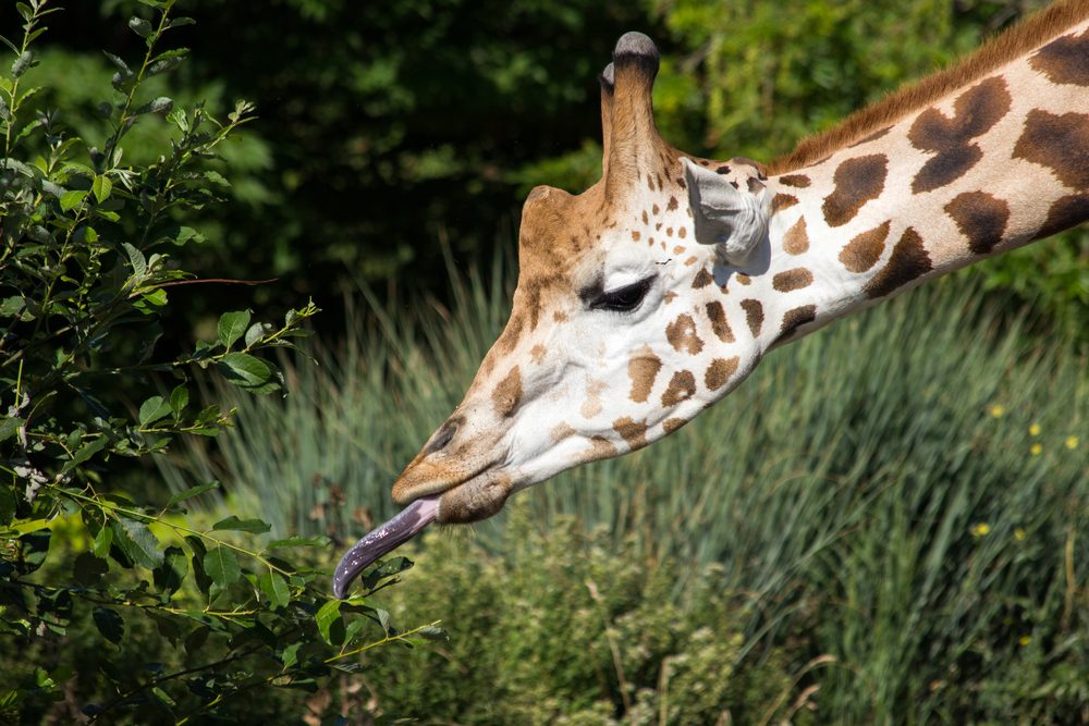 A giraffe extends its tongue to eat green leaves in a lush, grassy environment.