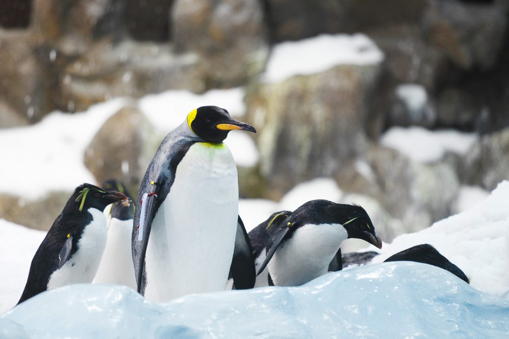 Penguins standing on icy surface, huddling together in a snowy, rocky environment.