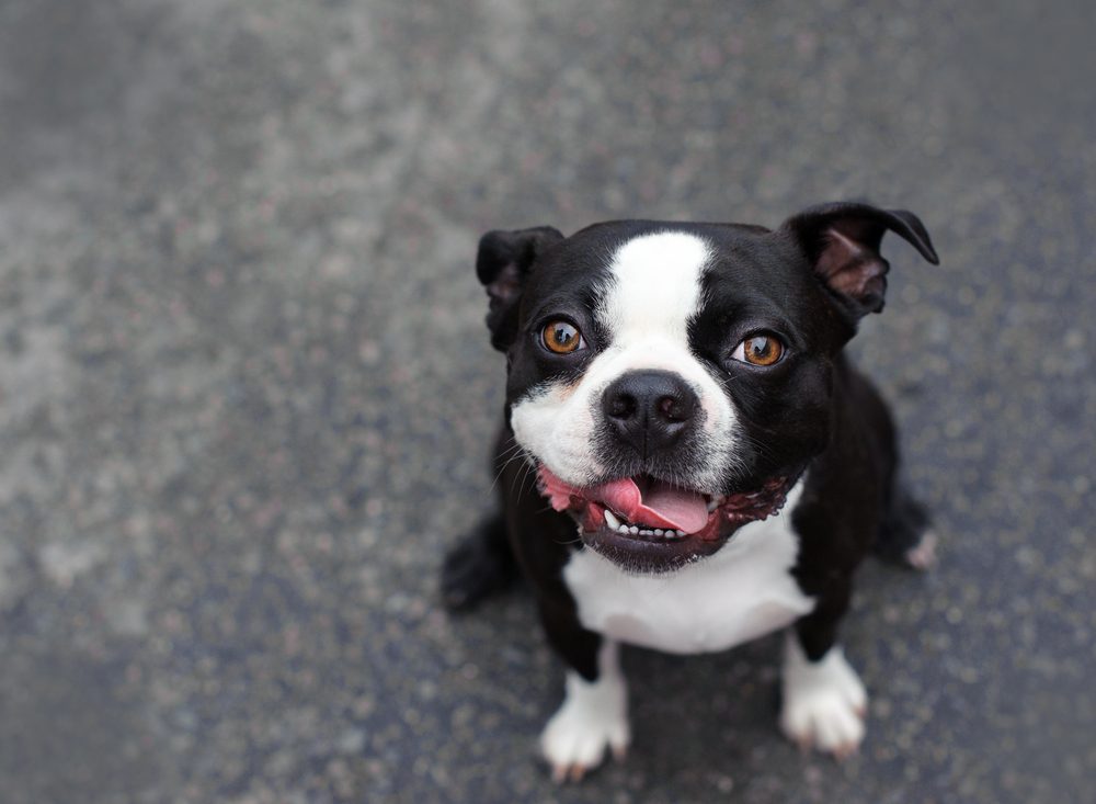 Dog sits with a happy expression on a paved surface, ears perked up, and looking directly at the camera.