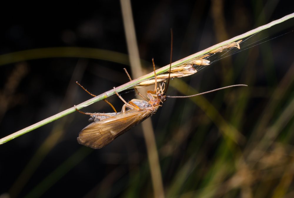 A brown insect clings upside-down to a thin stem, surrounded by blurred greenery in the background.