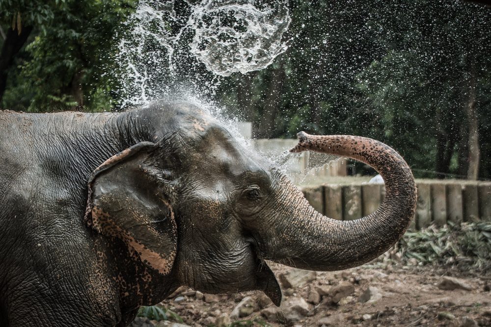 Elephant sprays water from trunk, surrounded by trees and dirt ground.