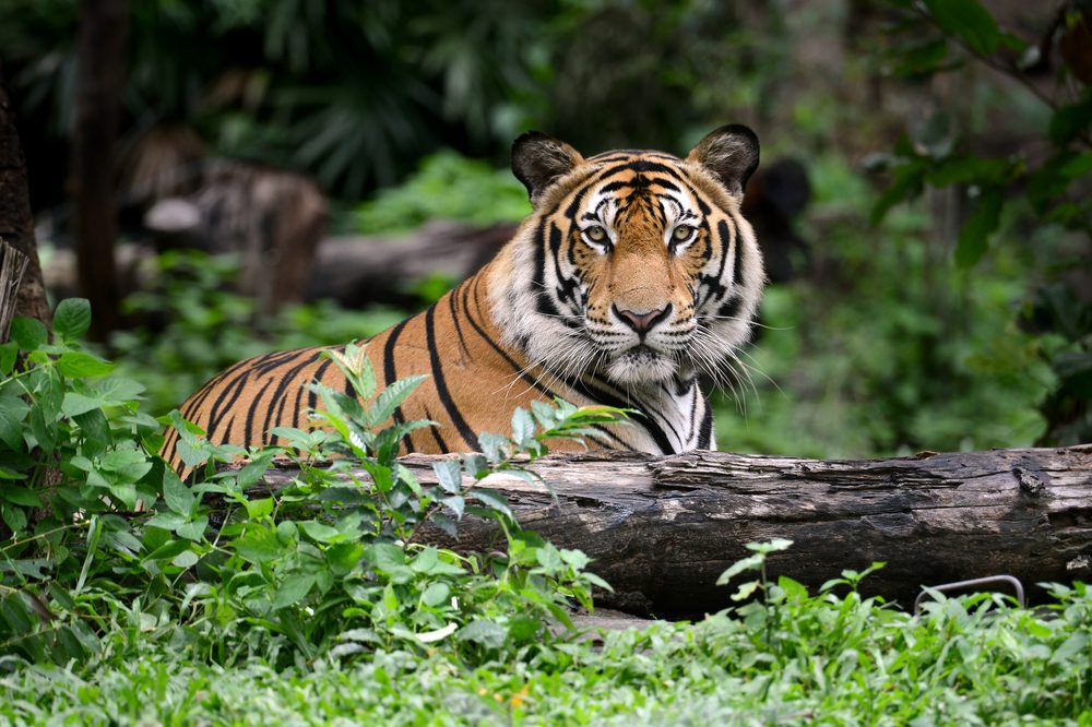 A tiger rests silently behind a log, surrounded by lush green foliage in a dense forest setting.