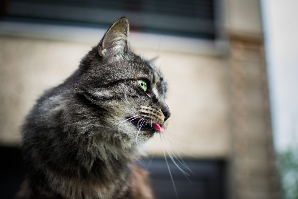 A fluffy cat sticks out its tongue while looking to the side, set against a blurred urban background.