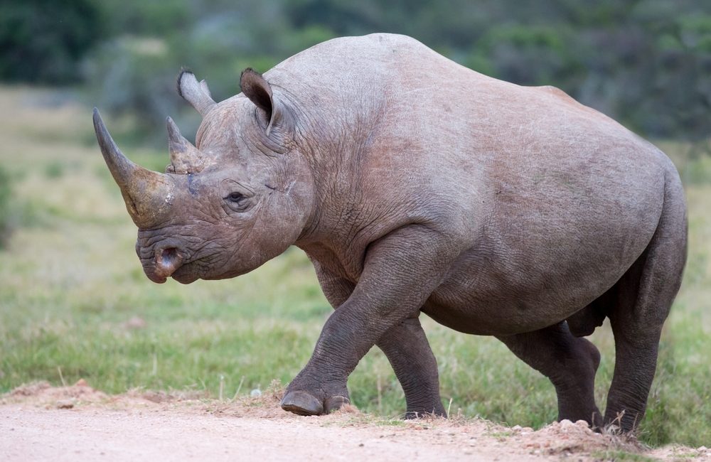 A rhinoceros walks on a dirt path surrounded by green grass and blurred trees.