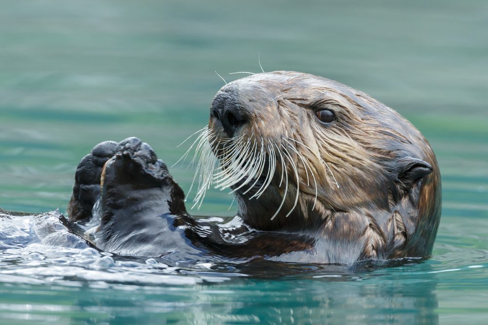 An otter floats calmly on its back, rubbing its face with paws, in serene, teal water.
