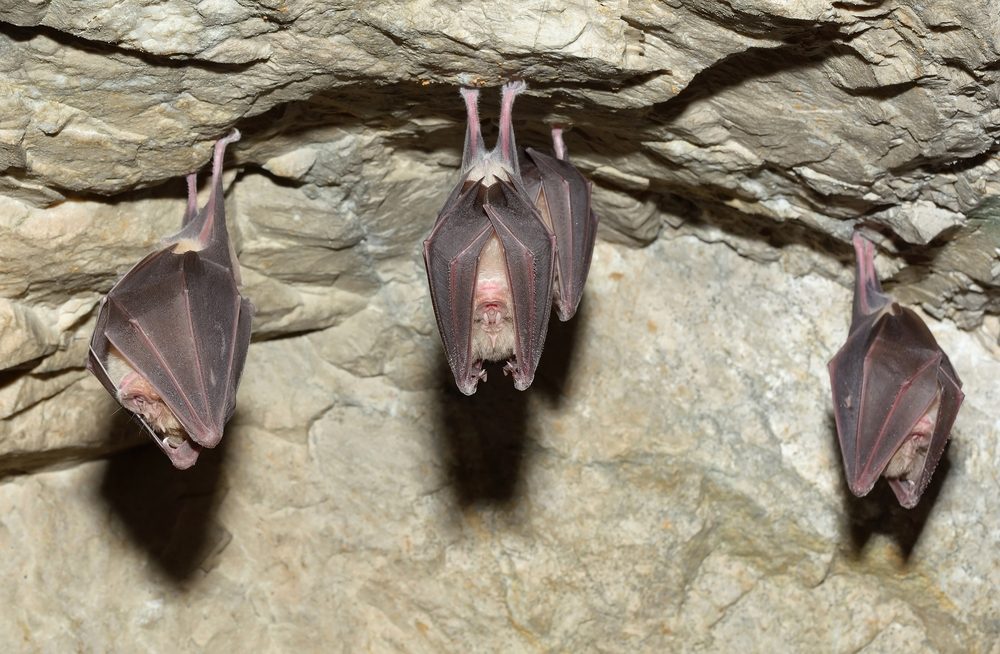 Three bats are hanging upside down from a rocky ceiling inside a cave.
