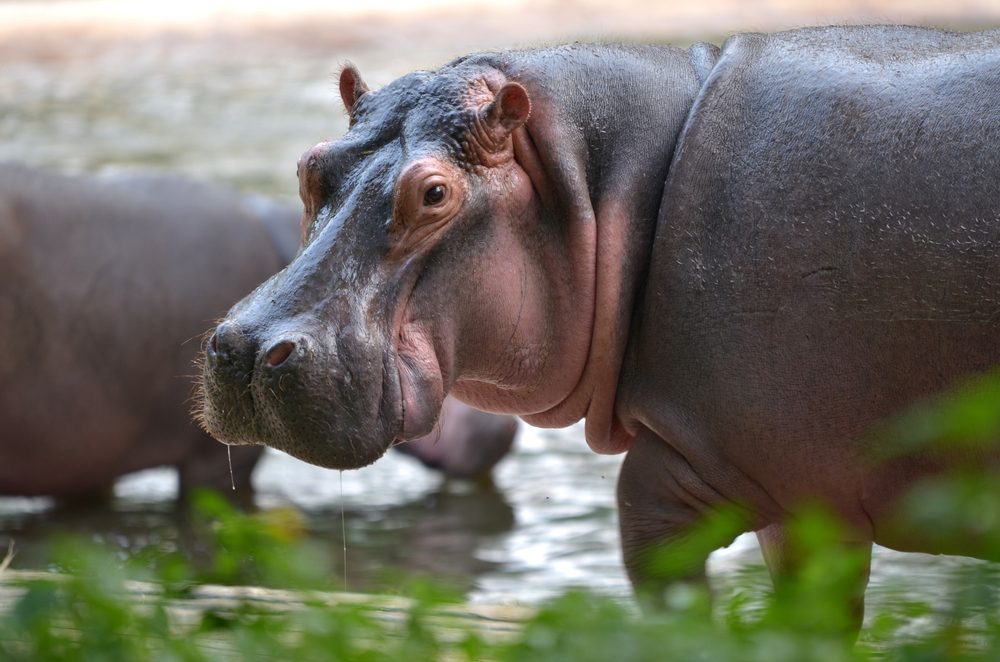 Hippo stands in shallow water, looking forward, surrounded by greenery and another hippo partially visible in the background.