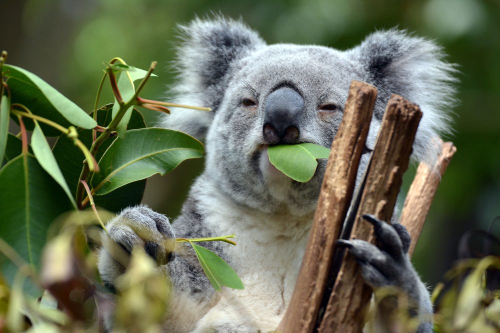 Koala chewing a eucalyptus leaf, gripping a branch, surrounded by green foliage.
