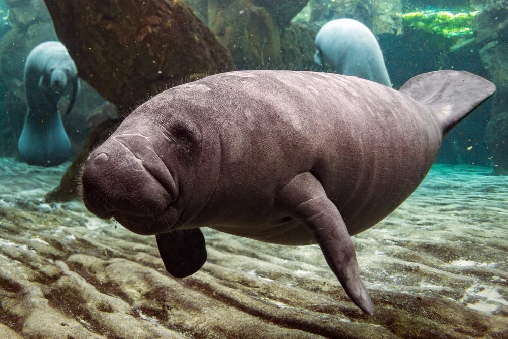 A manatee swims leisurely underwater, surrounded by rocks and other manatees in a clear, aquatic environment.