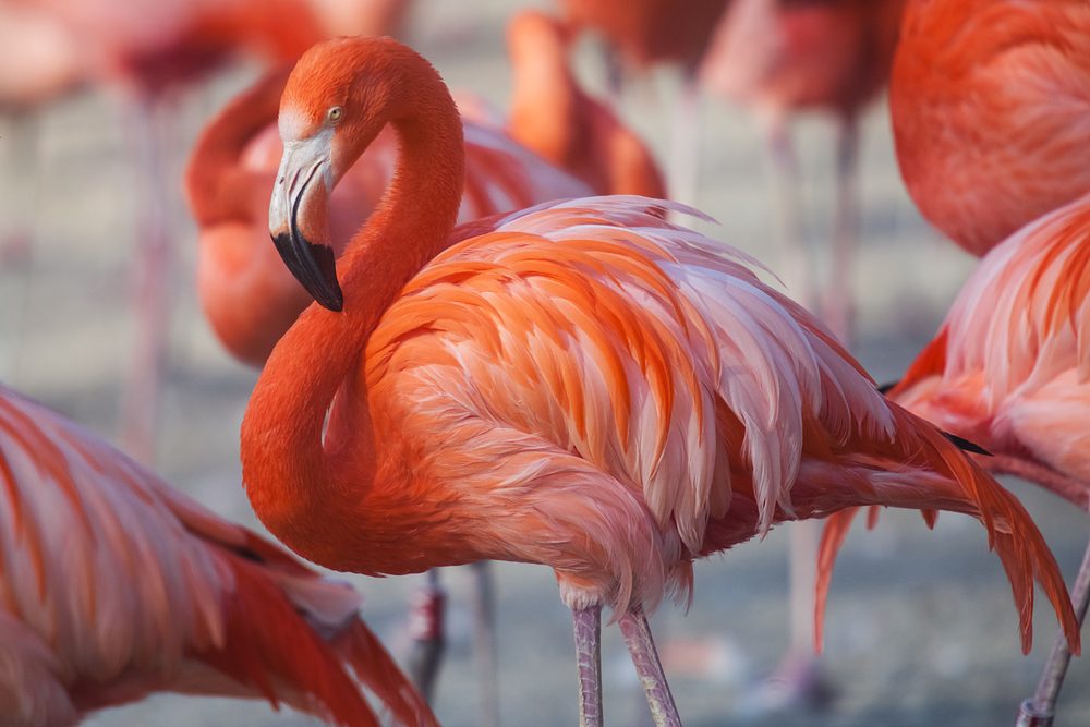 A flamingo stands with others, displaying vibrant pink and orange feathers in a serene outdoor setting.