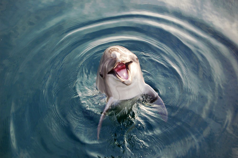 A smiling dolphin surfaces, creating ripples, in a calm, blue body of water.