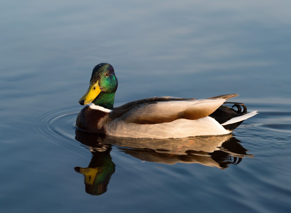 Duck glides smoothly across calm water, creating ripples, with its vibrant green head and reflection visible in the serene, blue lake setting.