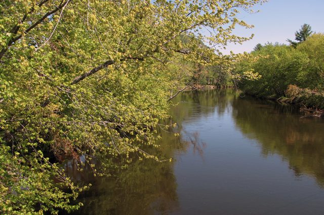 River flows gently through a lush, green forest with overhanging branches under a clear blue sky.