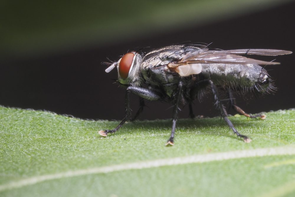 A fly rests on a green leaf with a dark background, showing vivid detail and prominent red eyes.