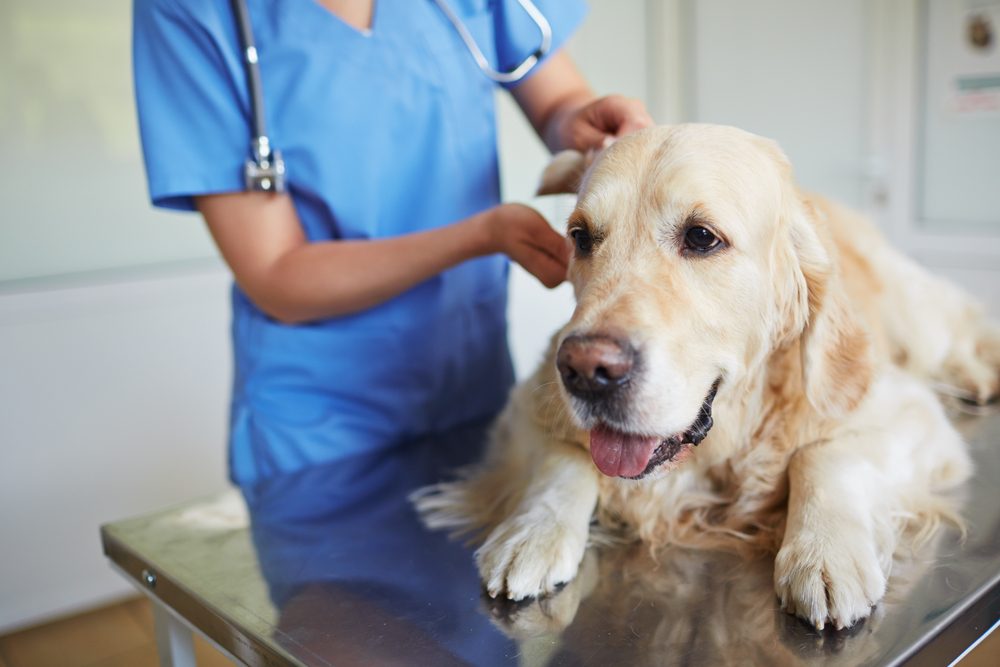 A golden retriever lies calmly on a metal table while a veterinarian in blue scrubs examines its ears in a clinical setting.