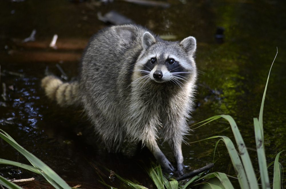 A raccoon stands alert, gazing forward, in a lush, grassy area with water and foliage surrounding it.