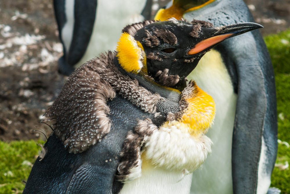 Penguin undergoing molting, shedding old feathers, surrounded by green moss and other penguins in the background.