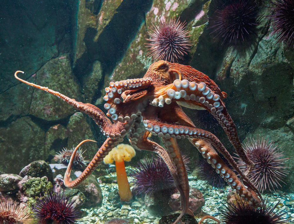 An octopus extends its tentacles among sea urchins and rocks in an aquarium.