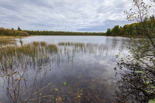 Reeds stand calmly in a lake surrounded by dense forest under a cloudy sky.