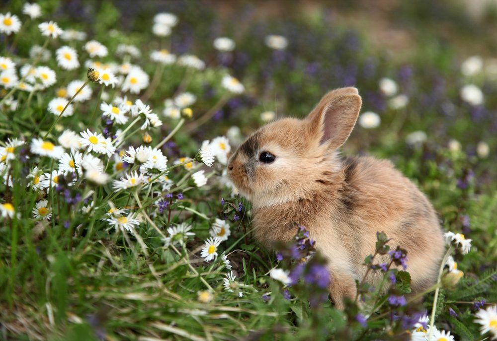 A small brown rabbit sits among white daisies in a grassy field, surrounded by scattered purple flowers.