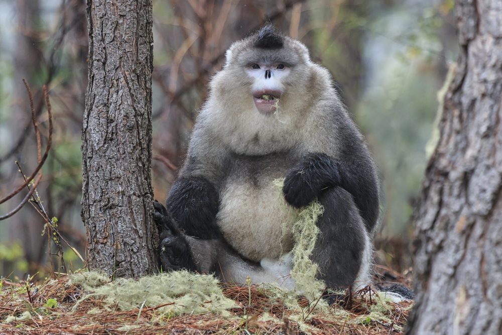 Monkey eating moss near tree trunks in a forested area with a misty, green backdrop.