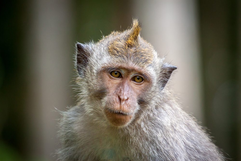Monkey gazes forward, sitting still, with soft, greenish blurred trees in the background.