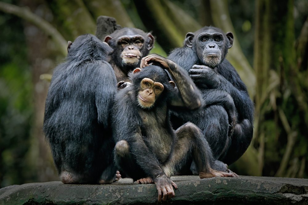 Four chimpanzees sit together on a stone platform, one grooming another, amidst lush green forest surroundings.