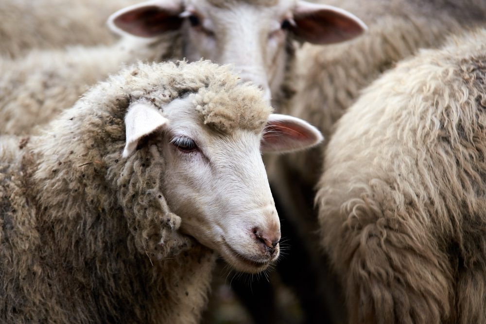 A sheep stands calmly amidst a small group, surrounded by other sheep with thick woolly coats.