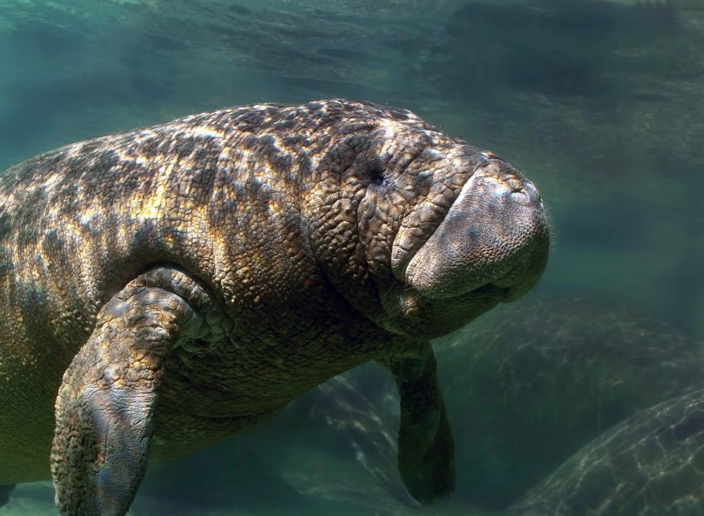 Manatee swims gracefully in clear, sunlit water, surrounded by gentle currents and shadows.