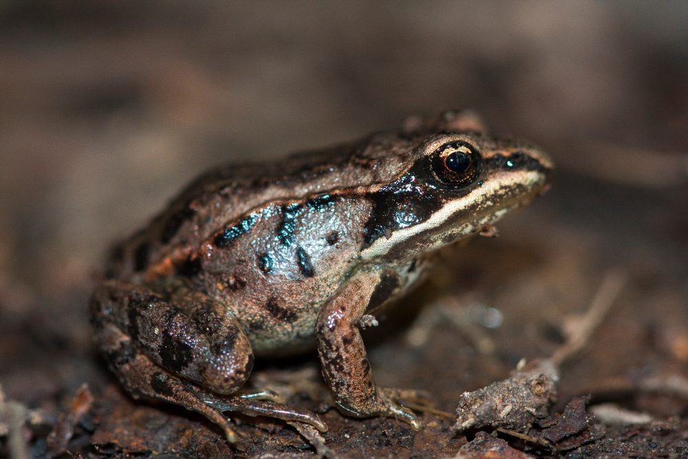 A brown frog is sitting on damp soil, surrounded by blurred earthy tones and plant debris.