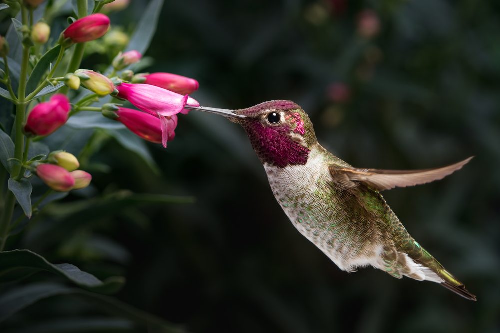 Hummingbird hovers while sipping nectar from pink flowers, surrounded by lush green foliage.