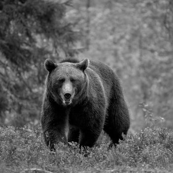A bear walks through a dense forest, surrounded by trees and bushes, with a focused expression.