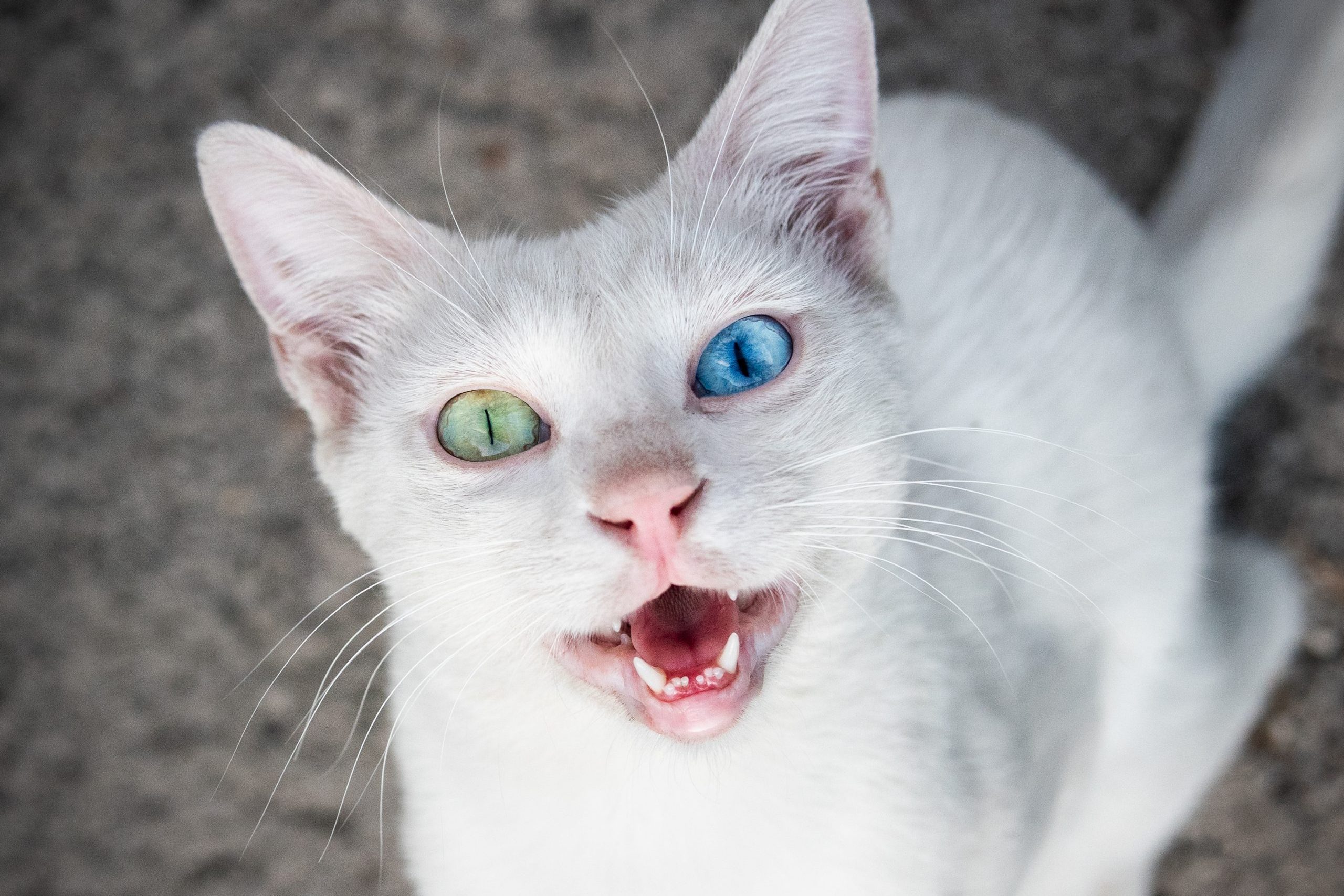 White cat meows, displaying heterochromia with one blue eye and one green eye, sitting on a textured gray surface.