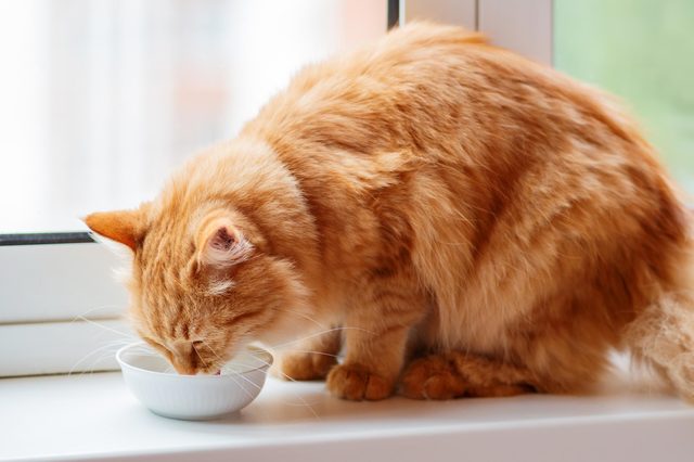 A ginger cat eats from a white bowl on a window sill, where natural light is softly illuminating.