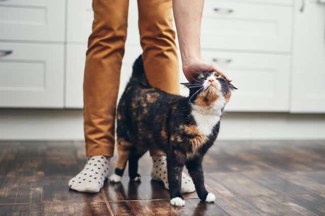 A cat enjoys being petted beside a person in spotted socks, standing in a kitchen with wooden floors and white cabinets.