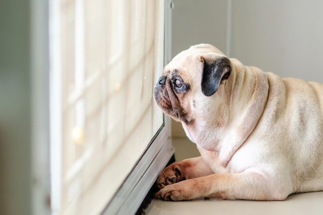 A pug lies down, gazing intently out a window, inside a softly lit room.