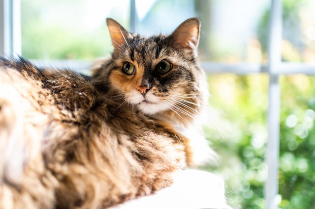Fluffy cat rests indoors, basking in sunlight near a window, surrounded by blurred greenery outside.