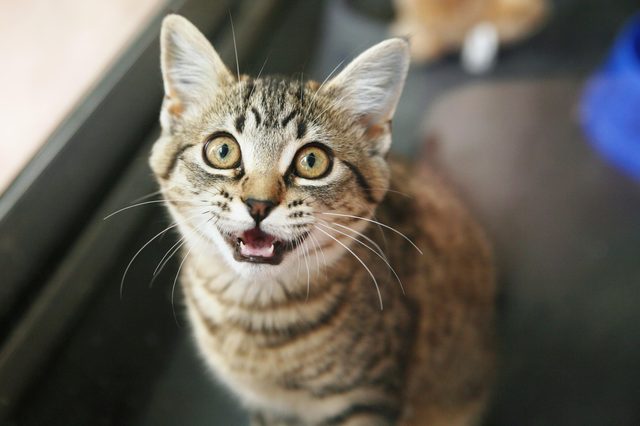Cat meows indoors, standing on a dark surface, looking upwards with wide eyes.
