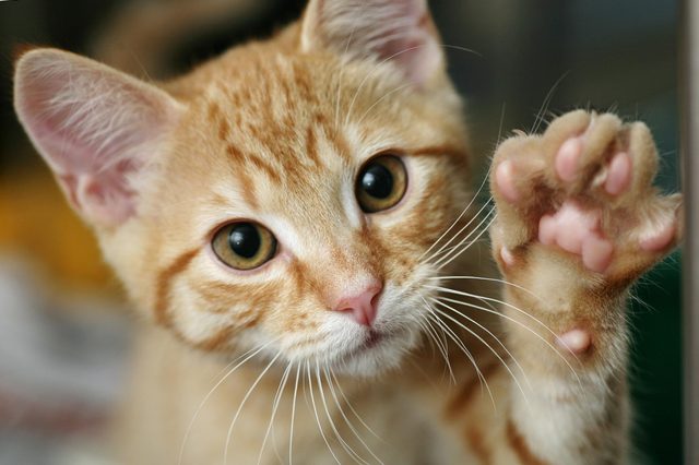 Orange kitten raising a paw, displaying pink pads; bright eyes and curious expression in a softly blurred indoor setting.