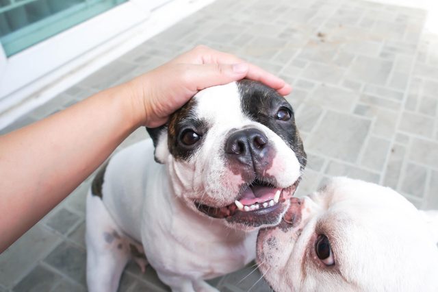 A hand pets a smiling black-and-white bulldog while another bulldog nuzzles it on a tiled porch.