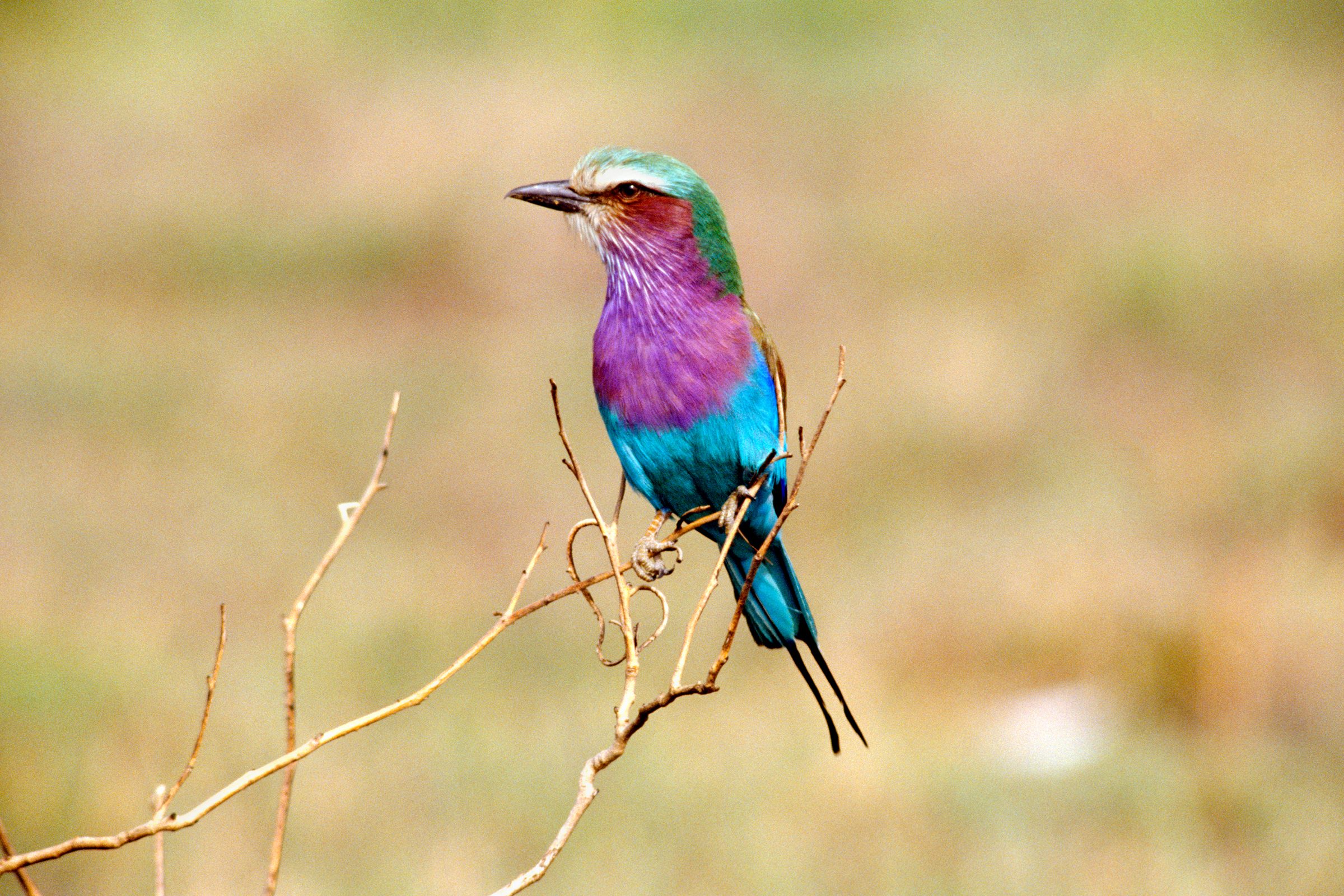 Lilac Breasted Roller standing on branch