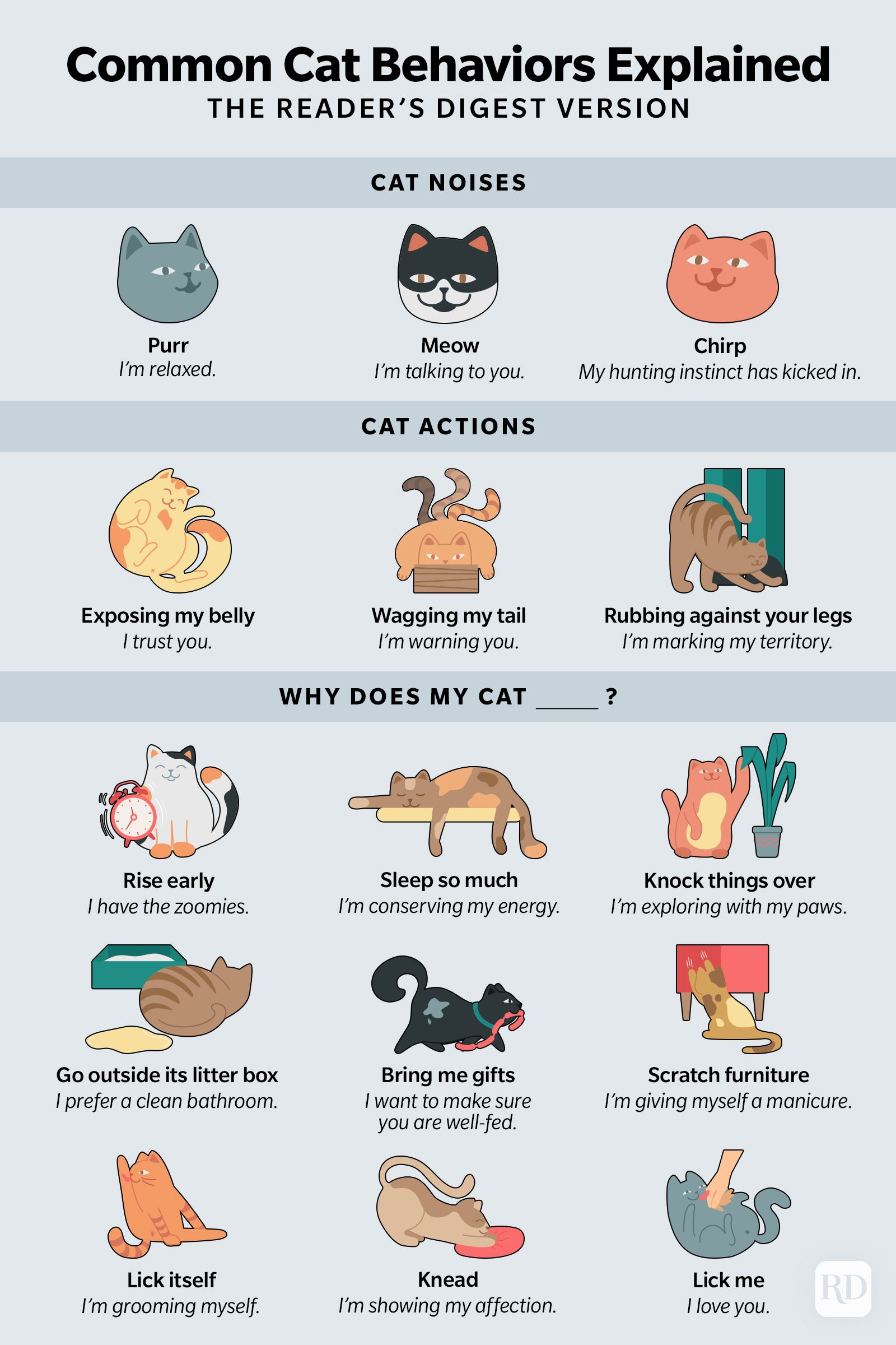 Infographic explains cat behaviors using illustrations and text, describing cat noises, actions, and reasons behind certain behaviors like rising early, sleeping, and kneading.