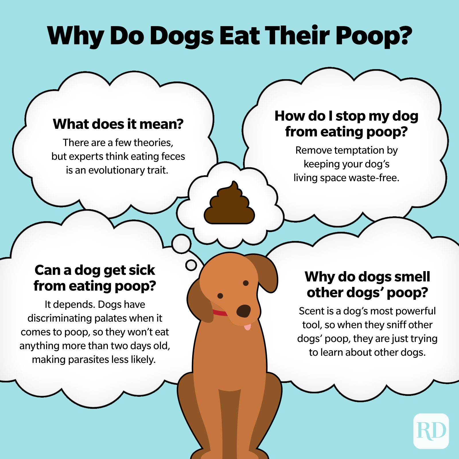 Illustrated graphic explaining why dogs eat poop