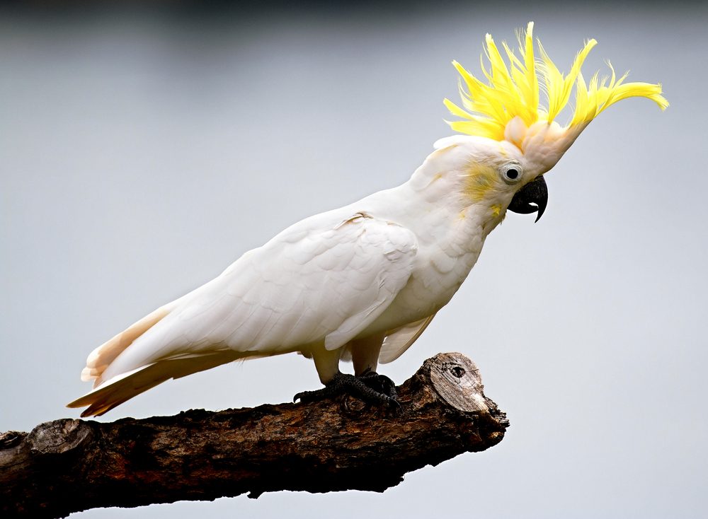 Cockatoo