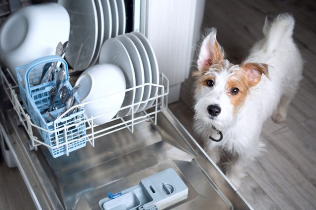 Dog observes an open dishwasher filled with plates and cutlery, standing on a wooden floor.