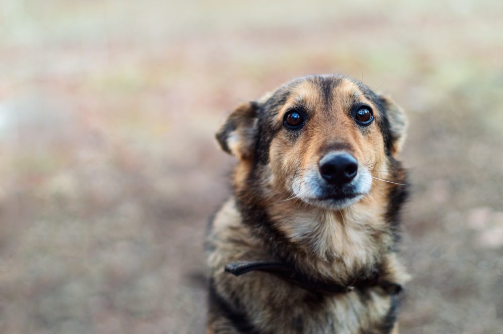 stray dog ​​with very sad smart eyes