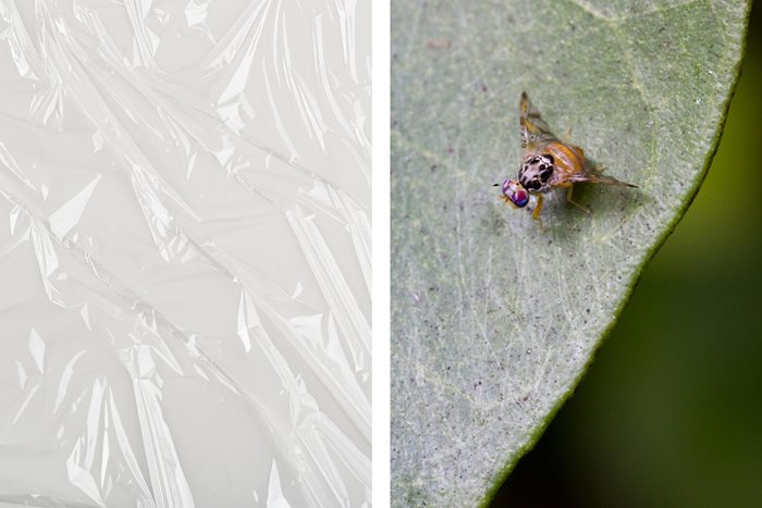 plastic wrap fly